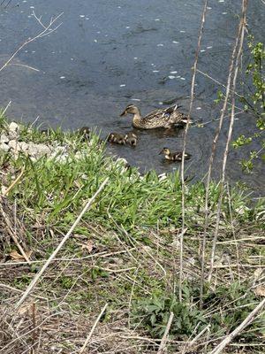 Ducklings and mama duck