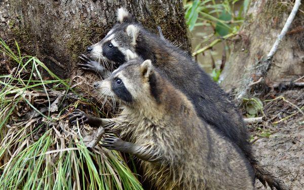 Cajun Encounters