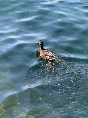 Mallory (we named her) the sweet lake duck!