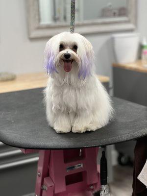 After her grooming and purple dye job! :)