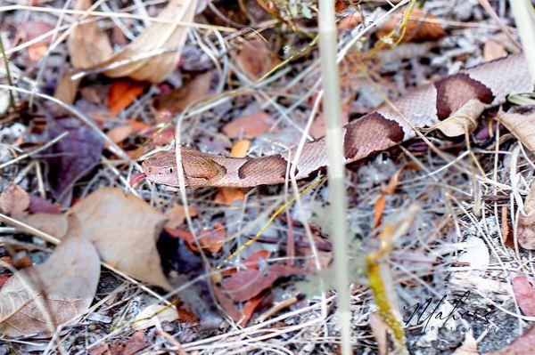 Arbor Hills Nature Preserve