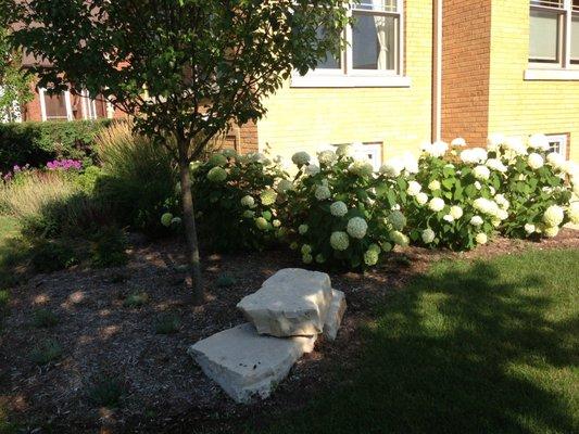 Outcropping stone in front of tree