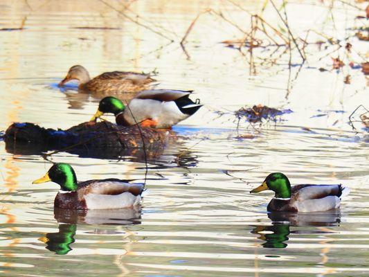 Tons of Mallards today!