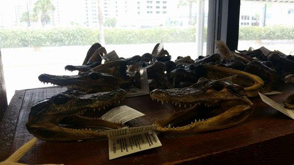 Alligator heads.