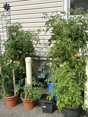 The tomatoes are grown fresh behind the building