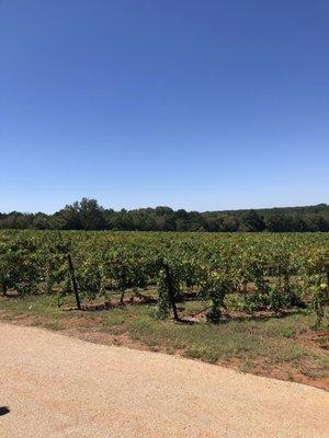 Vineyard on grounds