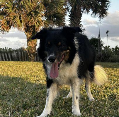 Chase, a frisbee-obsessed boy, we played for the whole 30 min duration