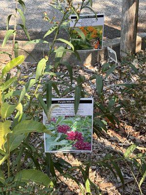 Plant identification markers