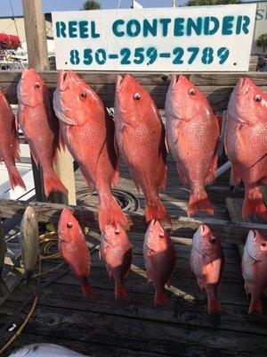 Red Snapper caught in just a few hours