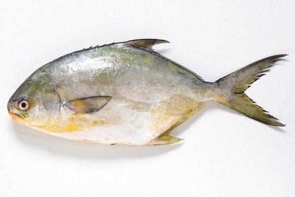 Florida pompano.. One of our favorite fishes ! Sweet, buttery, meaty! Great for broiling or pan searing! Choice is yours!