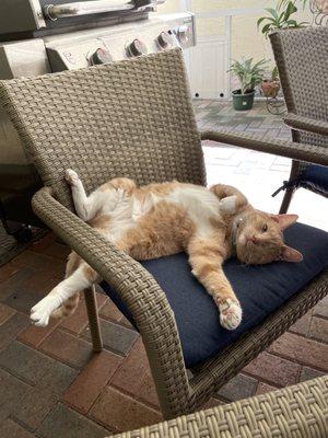 Kakashi in her new home, luxuriating on a patio chair.