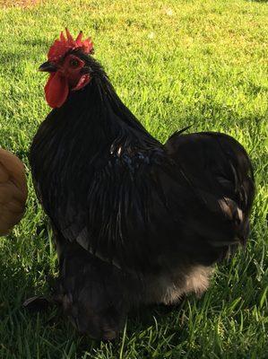 Dark blue bantam Cochin rooster