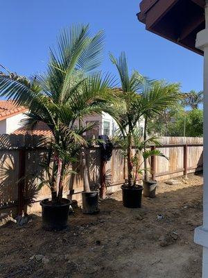 King Palms before planting