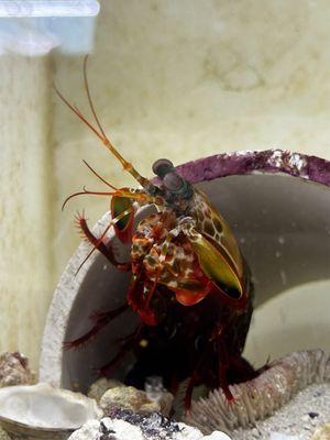 Mantis Shrimp