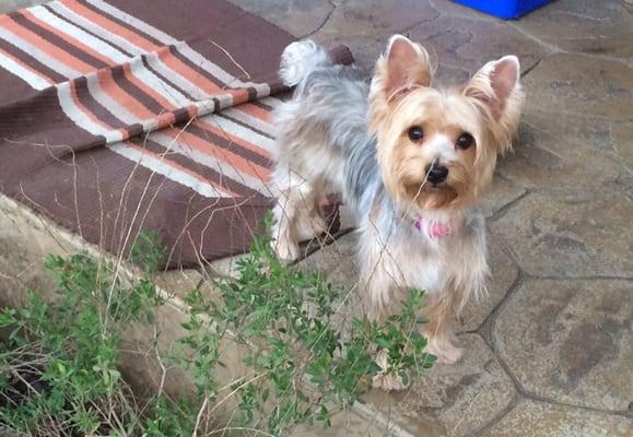 My Yorkie after Megan gave her the best haircut & spa treatment.