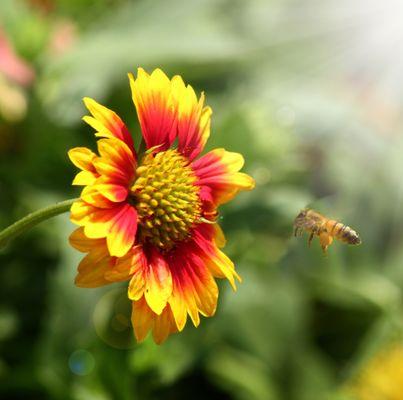 Beautiful honeybee finding nectar at our honeu shop