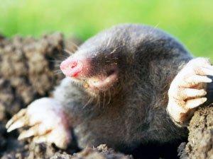 Mole removal