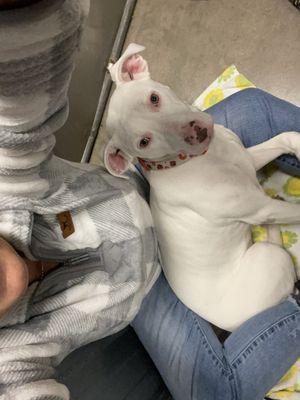 This is QT! Beautiful hazel eyes, gorgeous white coat with a little brown spot on her hind end. A cuddle bug! So sweet!