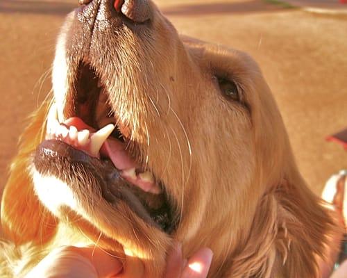 I LOVE Steele Indian School Dog Park!