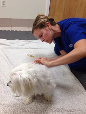 Zoe girl getting her Accupuncture