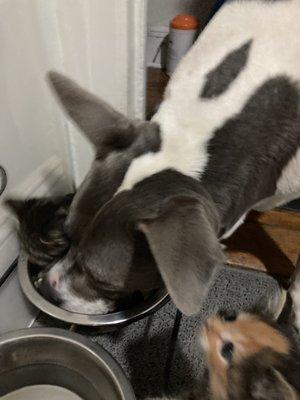 Pitbull eating with kittens.