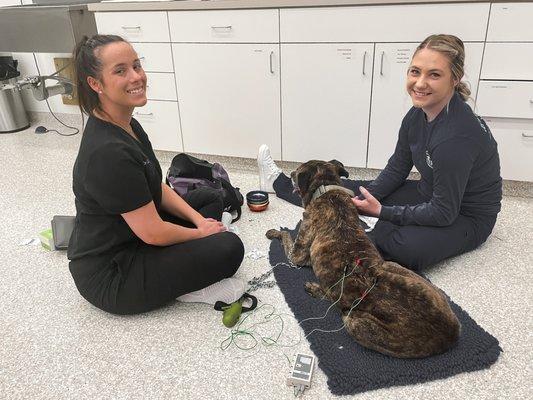 Dr. Wheeler utilizes veterinary acupuncture with electro-stimulation to provide relief for many ailments