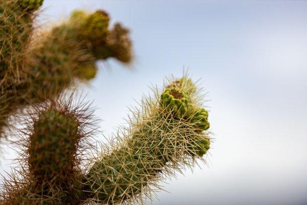 Cholla Cactus Garden - Joshua Tree National Park