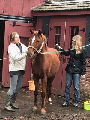 volunteers relish in the therapeutic interactions with our rescue horses