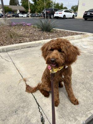 Luna after her first puppy cut!