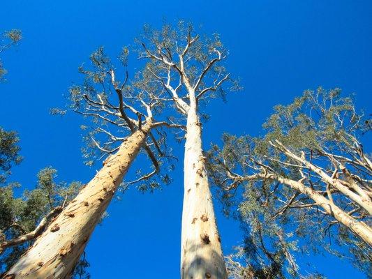 Tall Eucalyptus Trimming in Montecito, CA