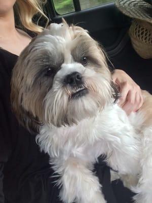 8 month old shih tzu after his first groom for the summer!