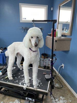 Blooming Tails Dog Grooming