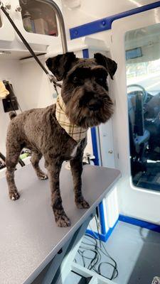 Schnauzer face trim for handsome Duncan