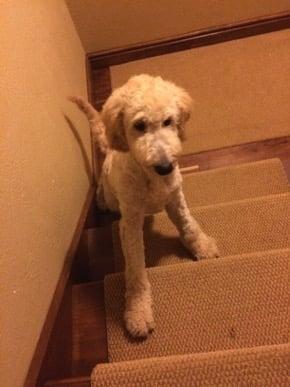 After our puppy was groomed. Note the significant change in coat color now that all the dirt is gone.