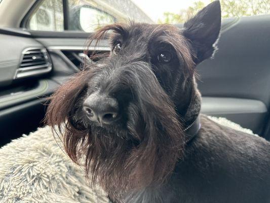 Zelda the Scottish Terrier just got groomed