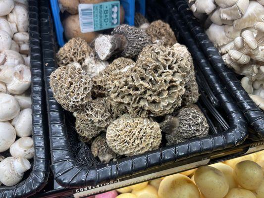 Morels