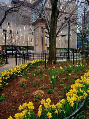 Daffodils in bloom at Cooper Union - 3/28/2023