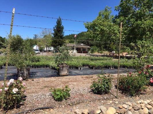 Novavine Grapevine Nursery