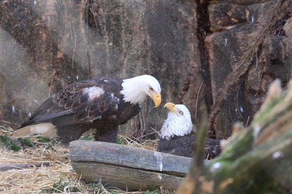 Memphis Zoo