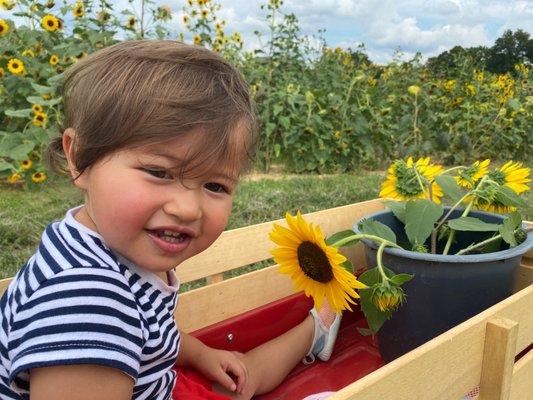 Sunflower fields