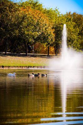 The pond with duckies