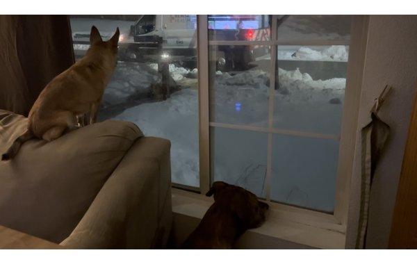 My dogs watching me go in the ambulance.