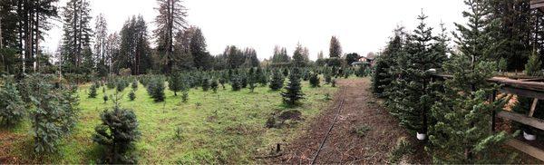 Ward Ranch Christmas Tree Farm