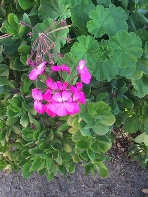 Deep pink flowers