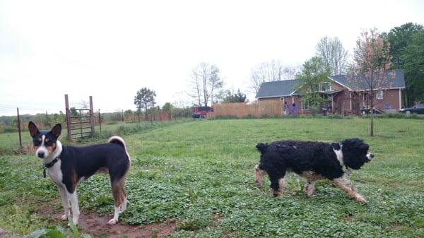 Dude and Henry enjoying some outdoor time.