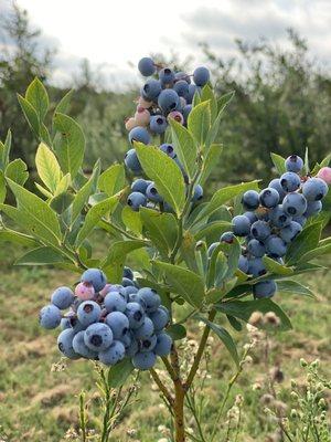 Echo Springs Blueberry Farm