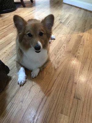 And her corgie butt is trimmed to perfection!