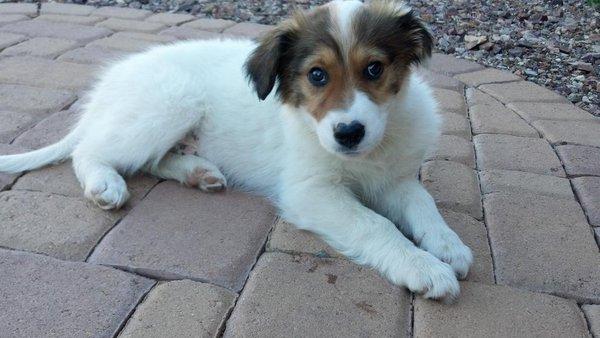 Beary-bear at 8 weeks old