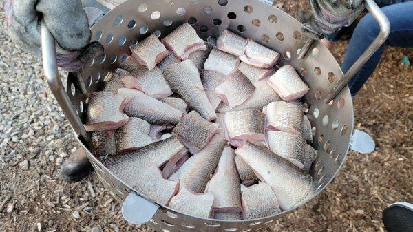 Whitefish for the fish boil