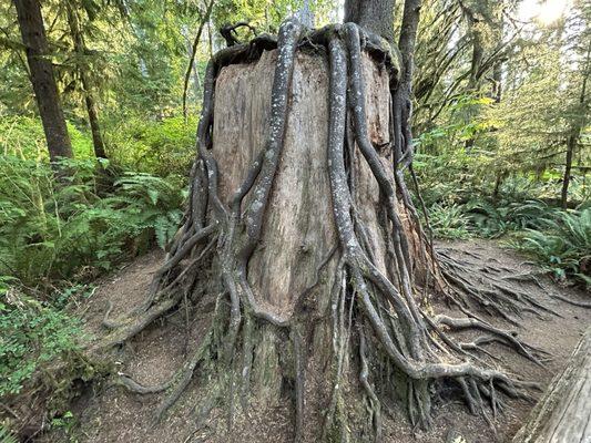 Nurse Stump